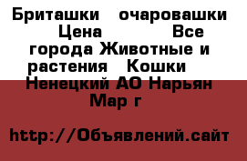 Бриташки - очаровашки.  › Цена ­ 3 000 - Все города Животные и растения » Кошки   . Ненецкий АО,Нарьян-Мар г.